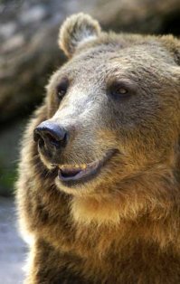 25 улыбающихся животных, которым хочется улыбнуться в ответ