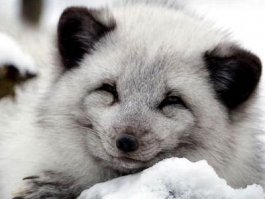 25 улыбающихся животных, которым хочется улыбнуться в ответ