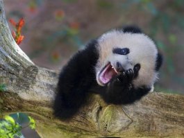 25 улыбающихся животных, которым хочется улыбнуться в ответ