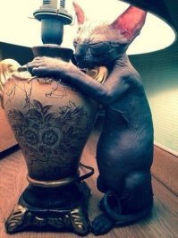 Но байка красивая, Котэ одобряэ!