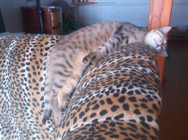 25 улыбающихся животных, которым хочется улыбнуться в ответ