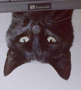 Ссуккаа-а! Мой кот везде залез!