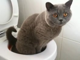 Хозяйка знакомит своего домашнего питомца с его новой игрушкой