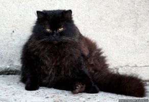 Или вот - 9 кг живого сатанинсткого весу.