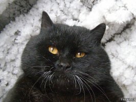 Вот этот раз в 10 больше похож на Бегемота.
Собственно говоря - это он и есть.