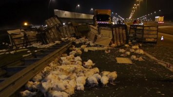 кстати, о птичках: на прошлой неделе в Нидерландах грузовик с курами (3,200 штук) перевернулся - на целый день трассу перекрыли и клушек ловили.