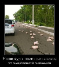 кстати, о птичках: на прошлой неделе в Нидерландах грузовик с курами (3,200 штук) перевернулся - на целый день трассу перекрыли и клушек ловили.