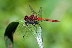 Стрекоза красная