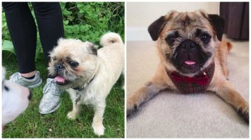 Тут сто процентов брюссельский грифон, автор не вводи в заблуждение