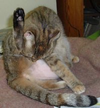 Потрясающая тройная спираль из 15000 домино