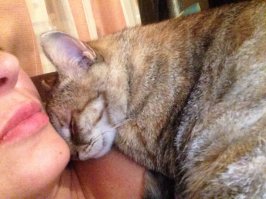 Моя коша и в жару и в холод спит на мне. Родила недавно, и с 2 го дня котячьей жизни таскает его из гнезда и на меня спать укладывает