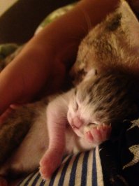 Моя коша и в жару и в холод спит на мне. Родила недавно, и с 2 го дня котячьей жизни таскает его из гнезда и на меня спать укладывает