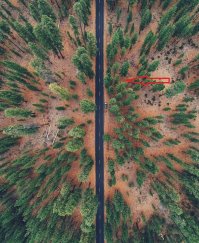 Лес с высоты птичьего полета