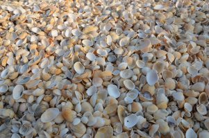 Крым изъездил вдоль и поперек, кроме тех мест, которые принципиально неинтересны (Саки, Евпатория). Не могу сказать, что больше некуда съездить, но в целом Крым знаю неплохо. В этом году, планируя поездку, начал искать что-либо новое. Нашел интересное место - Генеральские Пляжи. Подробно писать не буду, все прекрасно яндексится, но пару фото выложу. Место необычайной красоты. Птицы, дельфины, змеи, мыши... Красота!!! В августе еще и падающие звезды..