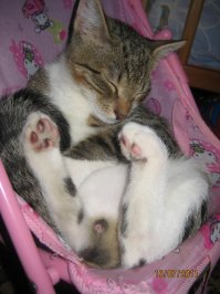 Котозаправочная станция