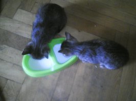 Я человек простой. Увидел кошек - ставил лайк.
А эти мои: