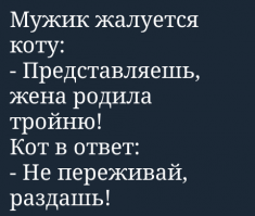 Теории о том, почему коты любят спать на людях