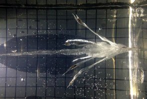 Пуфф-пуфф Герлих