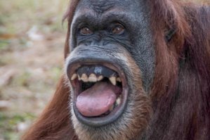 Сам ты, млять, горилла, а я ОРАНГУТАНГ!!!