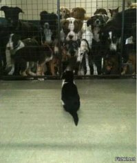 Фото котов, которые плевать хотели на ваше личное пространство