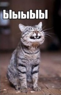 Фото котов, которые плевать хотели на ваше личное пространство