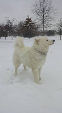 На улице -30, сильный порывистый ветер, колючий снег, а этой бестии всё нипочём.