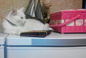 Мой кошак тоже любитель поспать на тверденьком. Недавно на электрической мухобойке уснул. Порывался я нажать на кнопочку, но жалко, хороший котик.