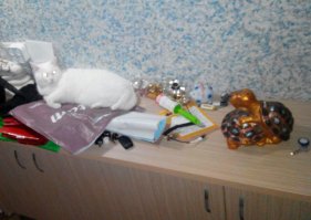 Мой кошак тоже любитель поспать на тверденьком. Недавно на электрической мухобойке уснул. Порывался я нажать на кнопочку, но жалко, хороший котик.