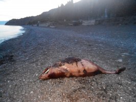 Весной сфоткал "странную штуку"