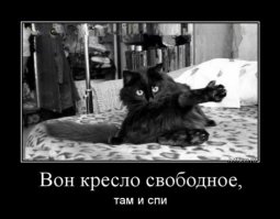 Фото котов, которые плевать хотели на ваше личное пространство