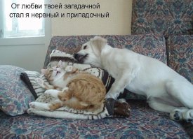 55 забавных доказательств того, что кошки могут уснуть где угодно