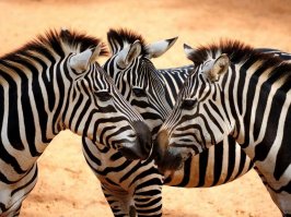 Фотограф Дорота Коротко: «Размытые формы»