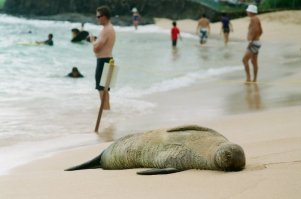 Отдых на море у всех одинаков....у животных и не очень...животных)))))