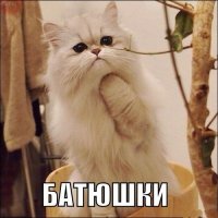 Кто-то поставил в подъезде ловушку для кота