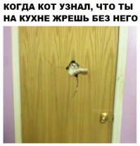 Я всего лишь забыл покормить кота!