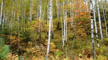 Осень-осень -мы опять у листьев спросим...