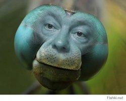 Глаза животного мира