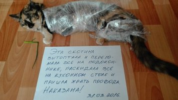 Повезло. У меня одна влетевшая в дом муха может стоить нескольких горшков с цветами, перевернутого борща, оторванной шторы и т.п.

Вот так, например, я выкроил ровно семь минут спокойствия, чтобы убрать то, что она натворила...
А потом она выбралась из пленки