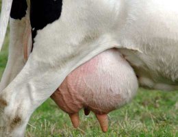 Звёзды кино и эстрады в детстве и сейчас