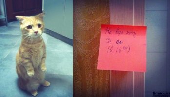 Я всего лишь забыл покормить кота!