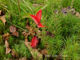 Просто так. Осеннее, давнее.