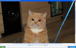 Как вам вот такой хищник? :)