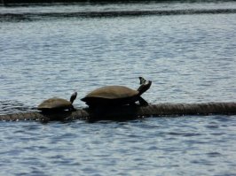 А это наш с мужем снимок. Тоже Амазонка, один из притоков...