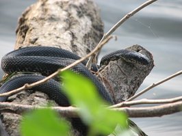 Да и вот фото "Безушечных ужей" из темы на Ганзе(ну не та конституция, и окрас брюшка просматривается, смотри так же голову, видно щиткование хоть фото(2-е) и не близко):