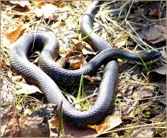 Да и вот фото "Безушечных ужей" из темы на Ганзе(ну не та конституция, и окрас брюшка просматривается, смотри так же голову, видно щиткование хоть фото(2-е) и не близко):