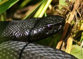 Гадюка Никольского. Бошка на нее больше смахивает. Тем более Меланист ужа обыкновенного - действительно редкость(чтобы просто уж черный и без ушей). Склоняюсь к Гадюке(либо Никола либо меланист какой другой).Да и чешуя на втором фото совпадает вроде.