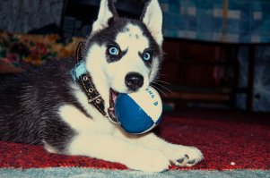 я две недели назад решил разнообразить свое скучное времяпровождение и купил себе щенка хаски ))) 
пипец как весело теперь ))))