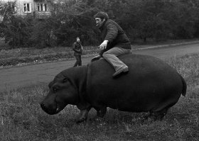 Люблю всякие исторические фотографии. Вот говорят, что в России по улицам медведи ходят, но на самом деле не только медведи.
На фото Новокузнецк 1982 г.