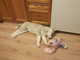 Аналогично :) две недели уж как у нас этот плюш живет :)
Пришлось для дочки заводить, поступила на бюджет в СПбГУ 
Хорошо, что хоть меня слушается :)