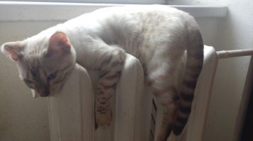 Кошки такие кошки.Если за ними ходить с фотоаппаратом, куча классных кадров обеспечена